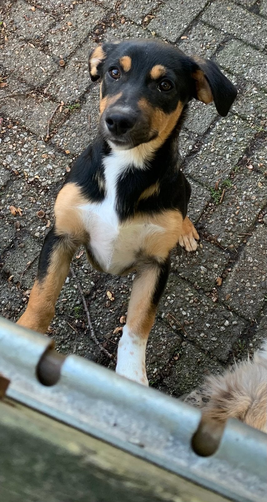 🐾 lieve, sociale & sportieve pup zoekt nog een eigen plekje, 15 weken tot 1 jaar, CDV (hondenziekte), Meerdere, Meerdere dieren