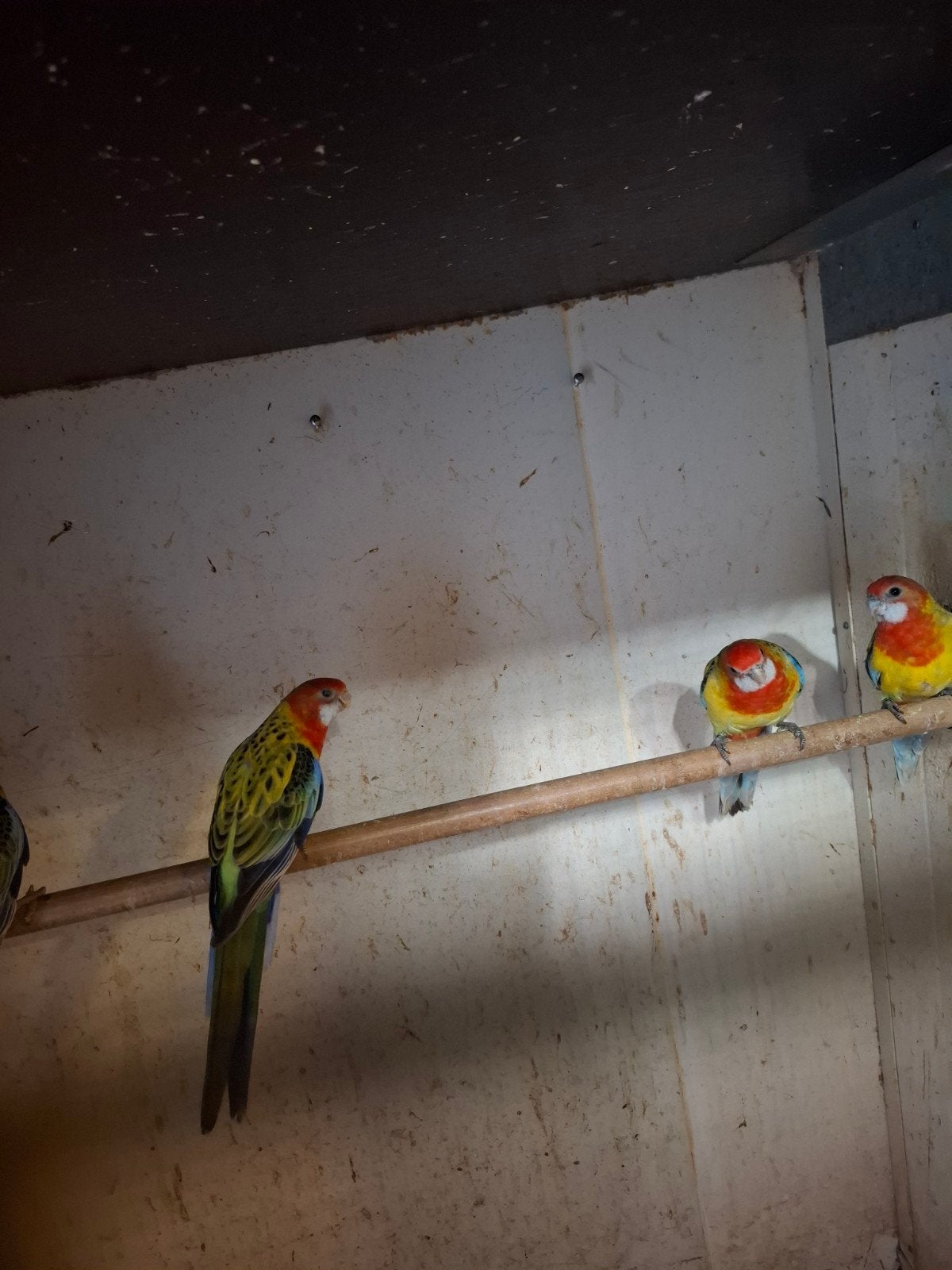 Goudmantel rosella's, Dieren en Toebehoren, Meerdere dieren, Parkiet, Geringd