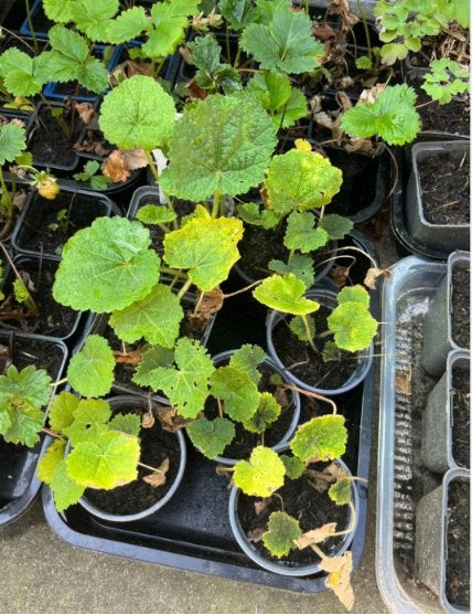 Stokroos en meer tuinplantjes, Ophalen, Eenjarig, Overige soorten, Volle zon