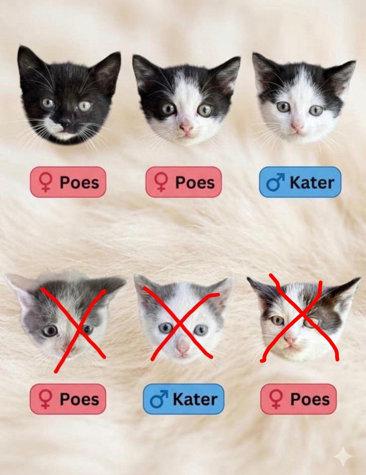 Prachtige en speelse kittens (nog 5 beschikbaar), Meerdere dieren, Kortharig, 0 tot 2 jaar