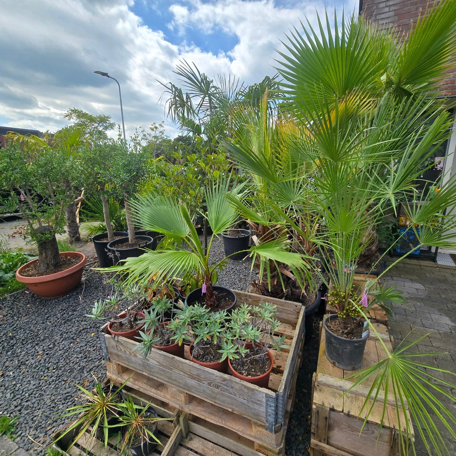 Stekjes, Planten & Pure Honing  verkoop kraam Drachten, Tuin en Terras, Ophalen, Volle zon