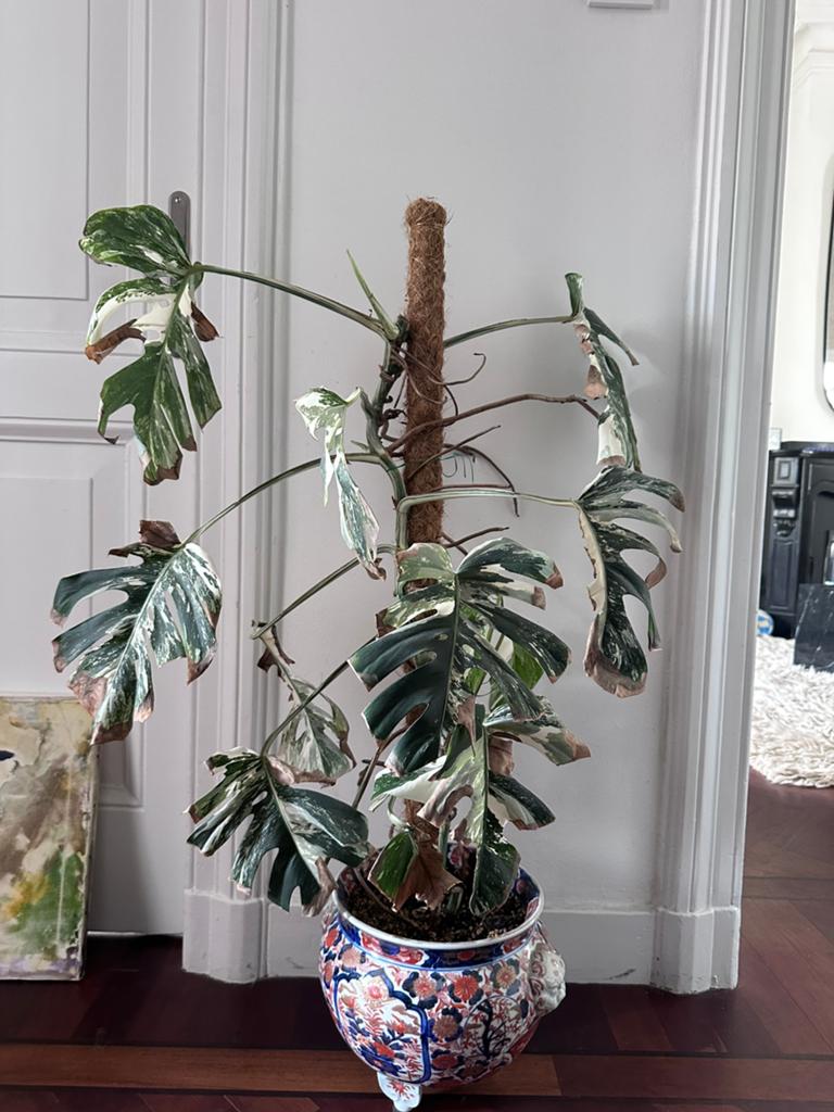 Monstera Albo Variegata 1 meter, Ophalen, 100 tot 150 cm, Overige soorten, Halfschaduw