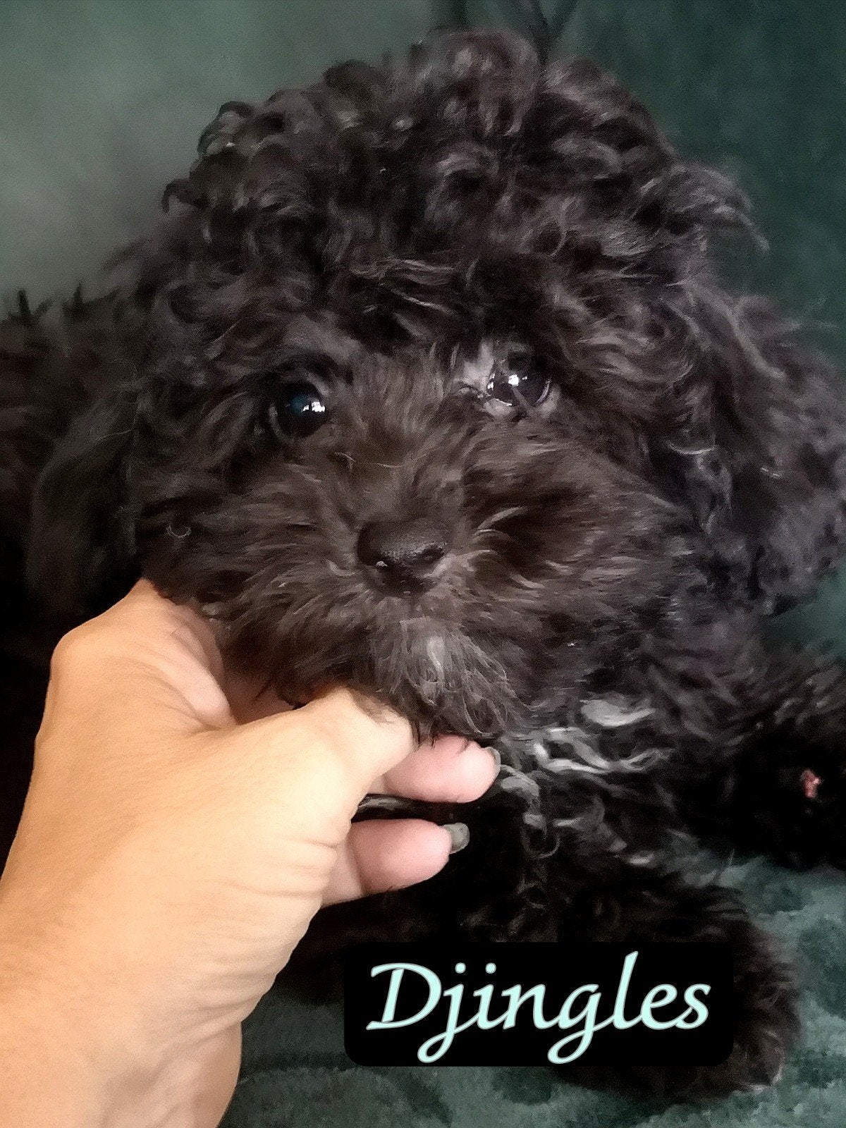 kleine doodle maltipoo  pup mag verhuizen is 3x geënt, Dieren en Toebehoren, Parvo, Overige rassen, 8 tot 15 weken, Meerdere