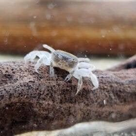Potamocypoda pugil | onderwaterkrab, Kreeft, Krab of Garnaal, Zoetwatervis, Schoolvis