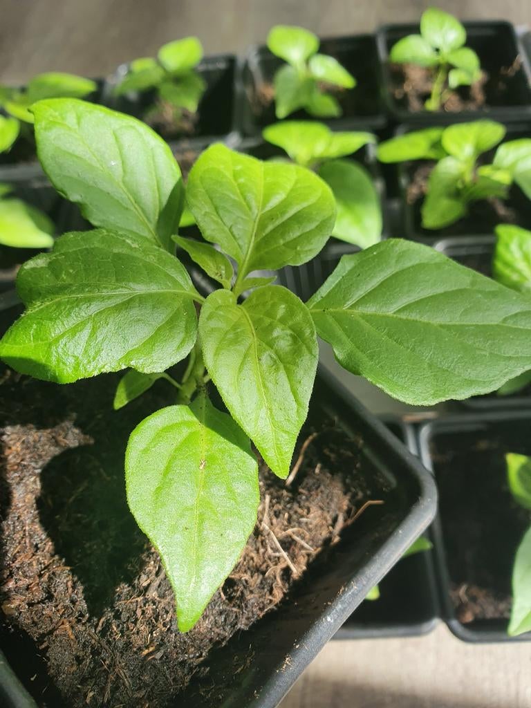 Surinaamse Hot Madame Jeanette peperplantjes peper, Tuin en Terras, Planten | Tuinplanten, Ophalen, Volle zon, Groenteplanten