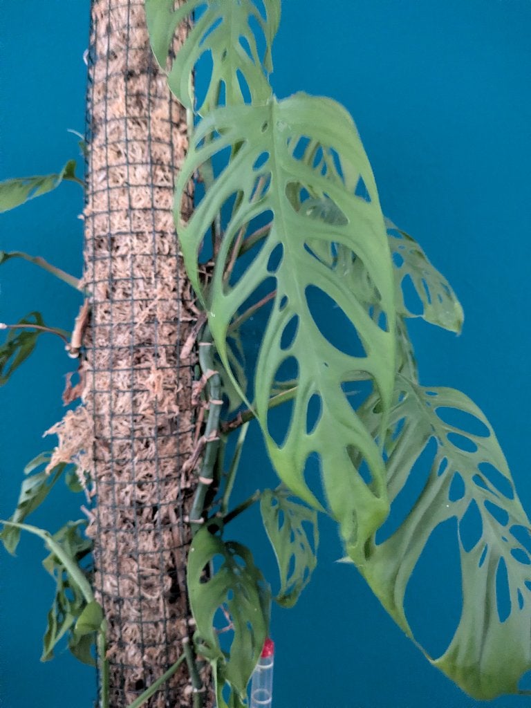 Monstera Laniata stek, Ophalen of Verzenden, Halfschaduw, Minder dan 100 cm