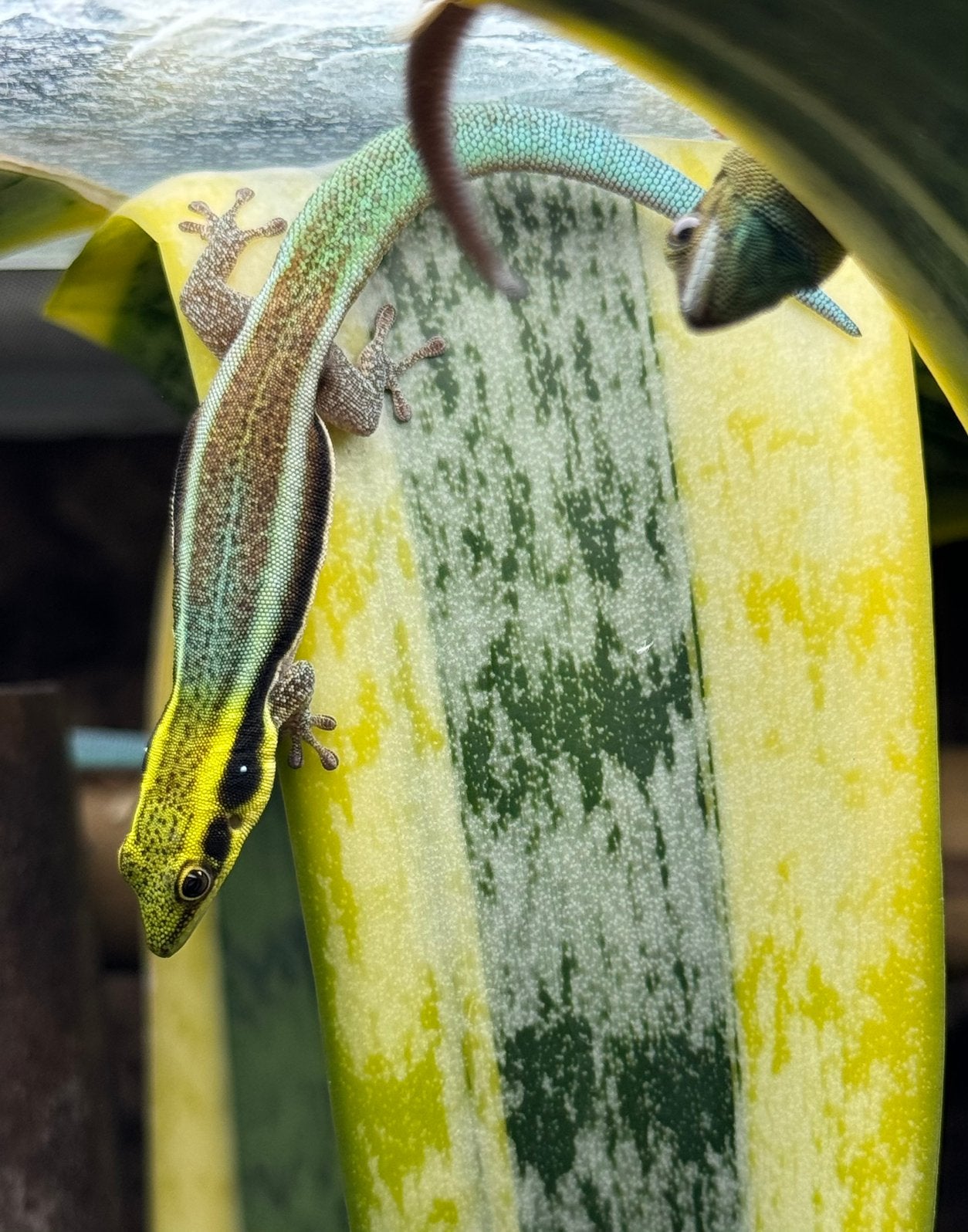 2.0 phelsuma klemmeri, Hagedis, 0 tot 2 jaar