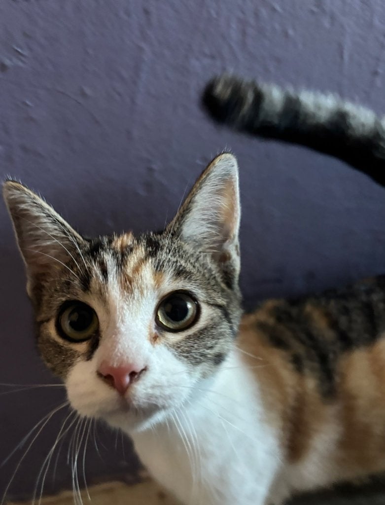 lapjes poes, Poes, Kortharig, 0 tot 2 jaar