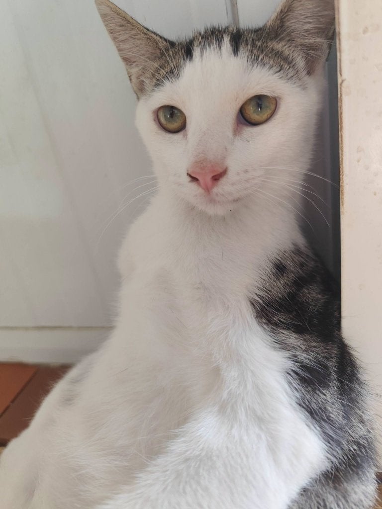 Jarela, Pimenton, gered uit een motorkap, 12-03-2026 geboren, Kater, Kortharig