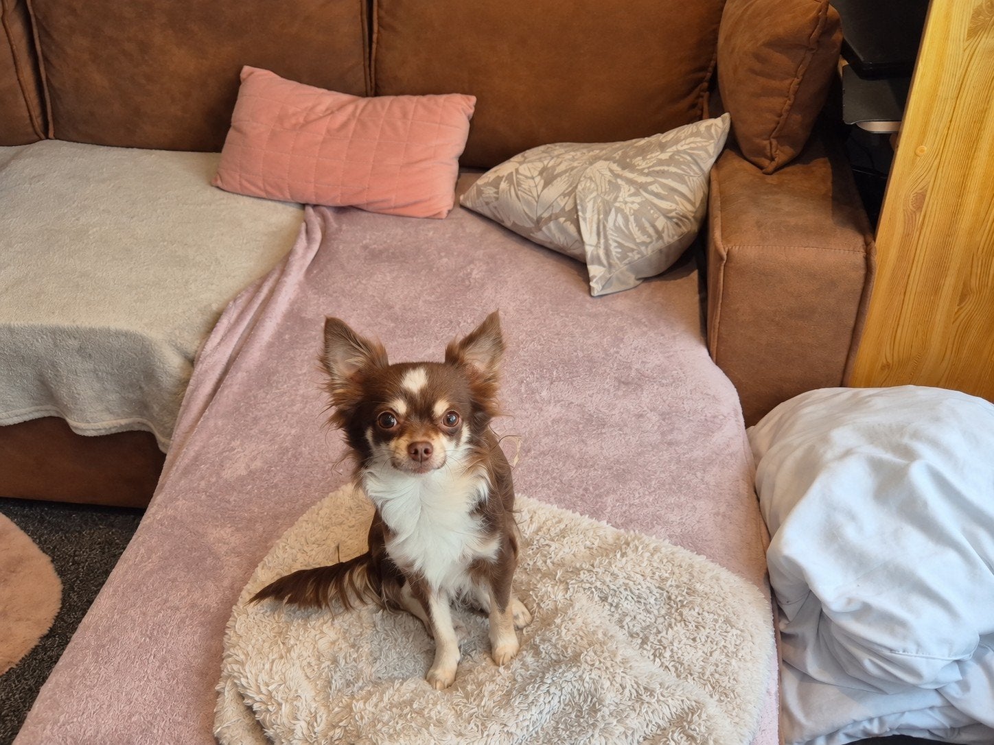 Chihuahua dekreu gezocht!, Reu, Eén hond, Chihuahua, 3 tot 5 jaar