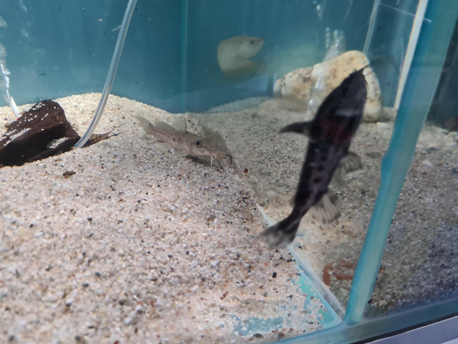 Irwini meerval, Megalodoras uranoscopus, Dieren en Toebehoren, Vissen | Aquariumvissen, Vis, Zoetwatervis