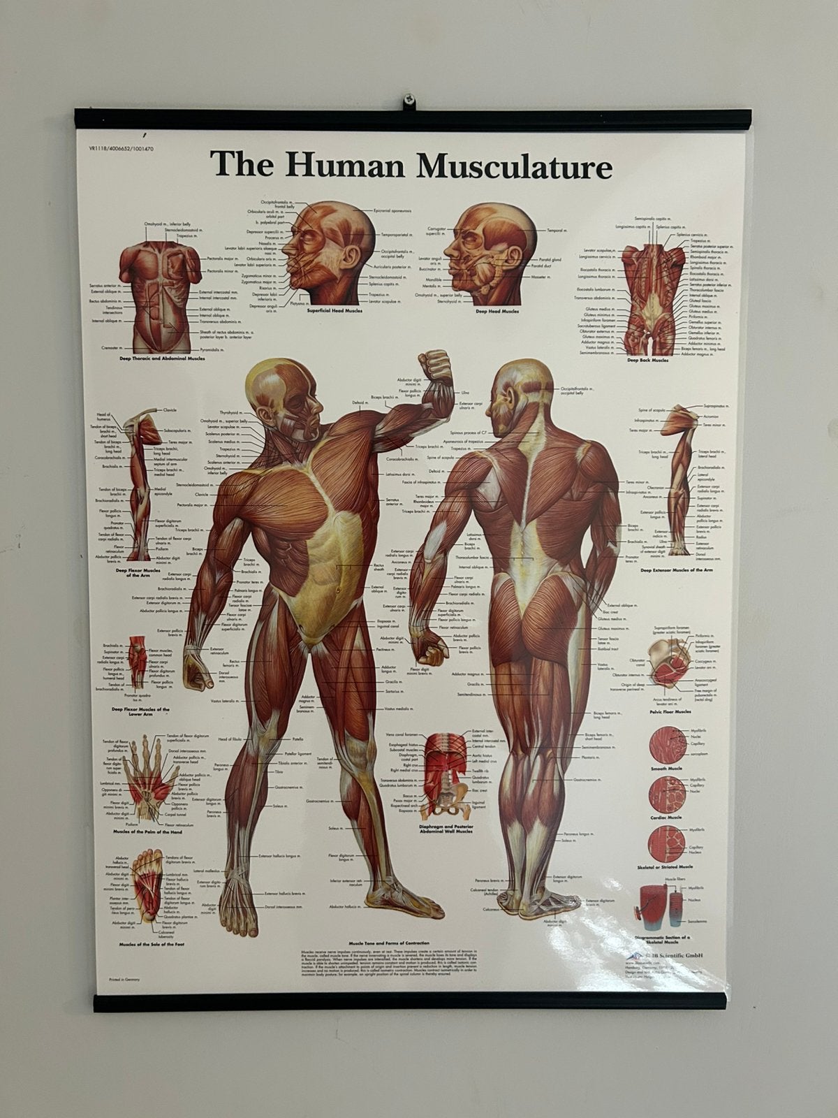 Medische Anatomie Posters (3B Scientific) – Skelet & Spieren, Ophalen, Zo goed als nieuw, A1 t/m A3, Film en Tv