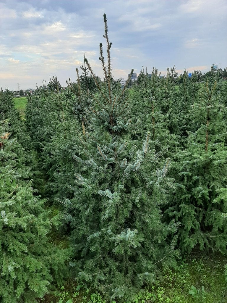 Kerstbomen, Overige soorten, 100 tot 250 cm, Zomer, Ophalen