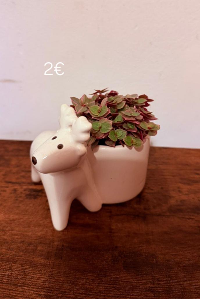 PLANTEN, Ophalen