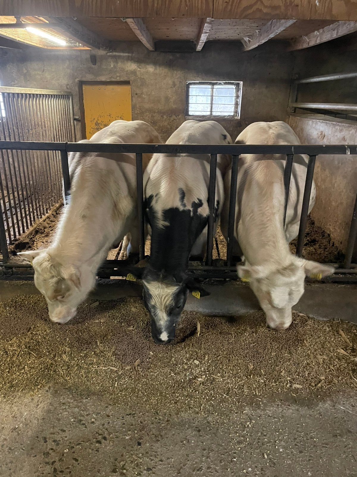 Belgische blauwe dikbil stieren, Dieren en Toebehoren, Mannelijk