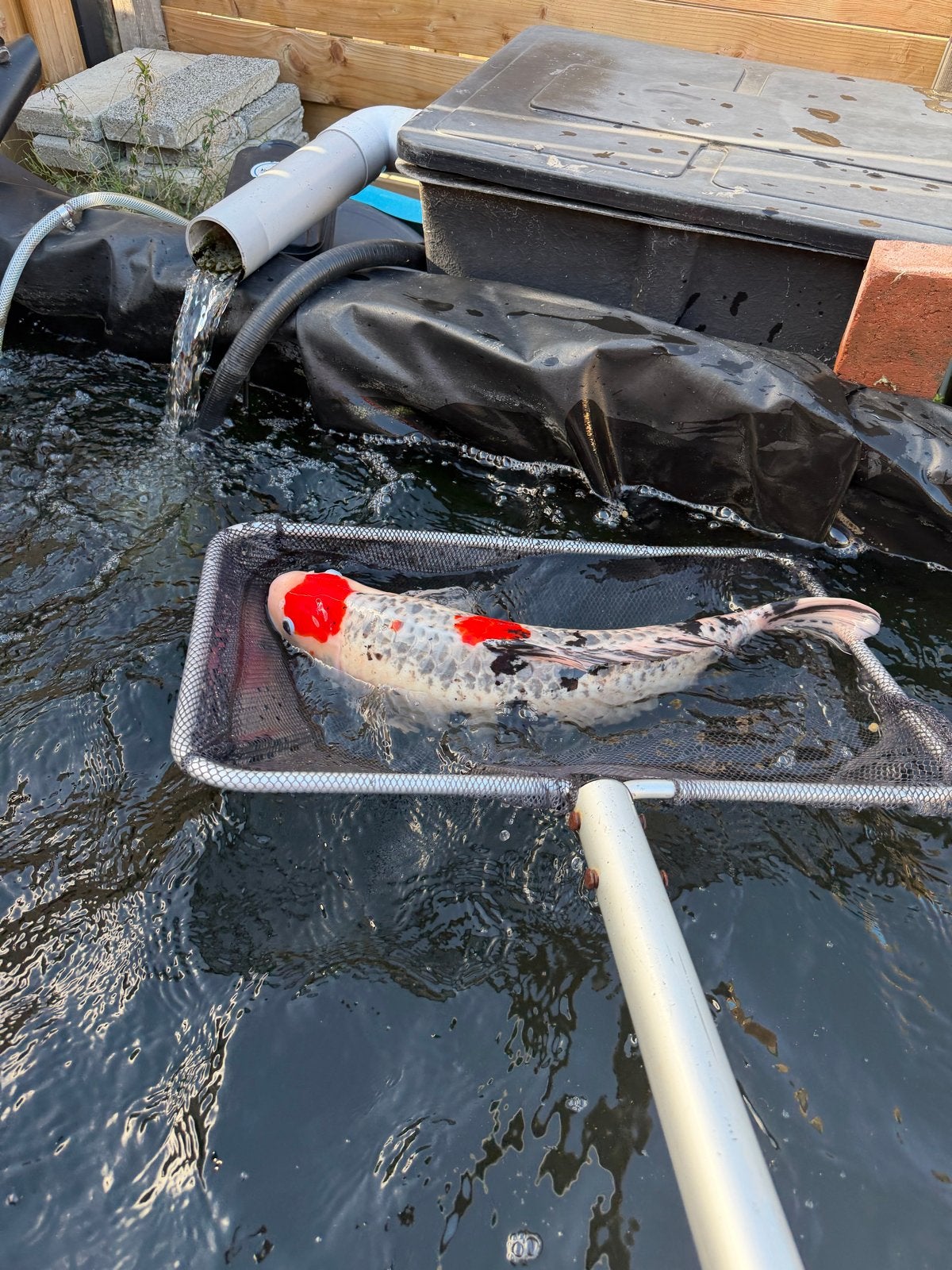 Koi