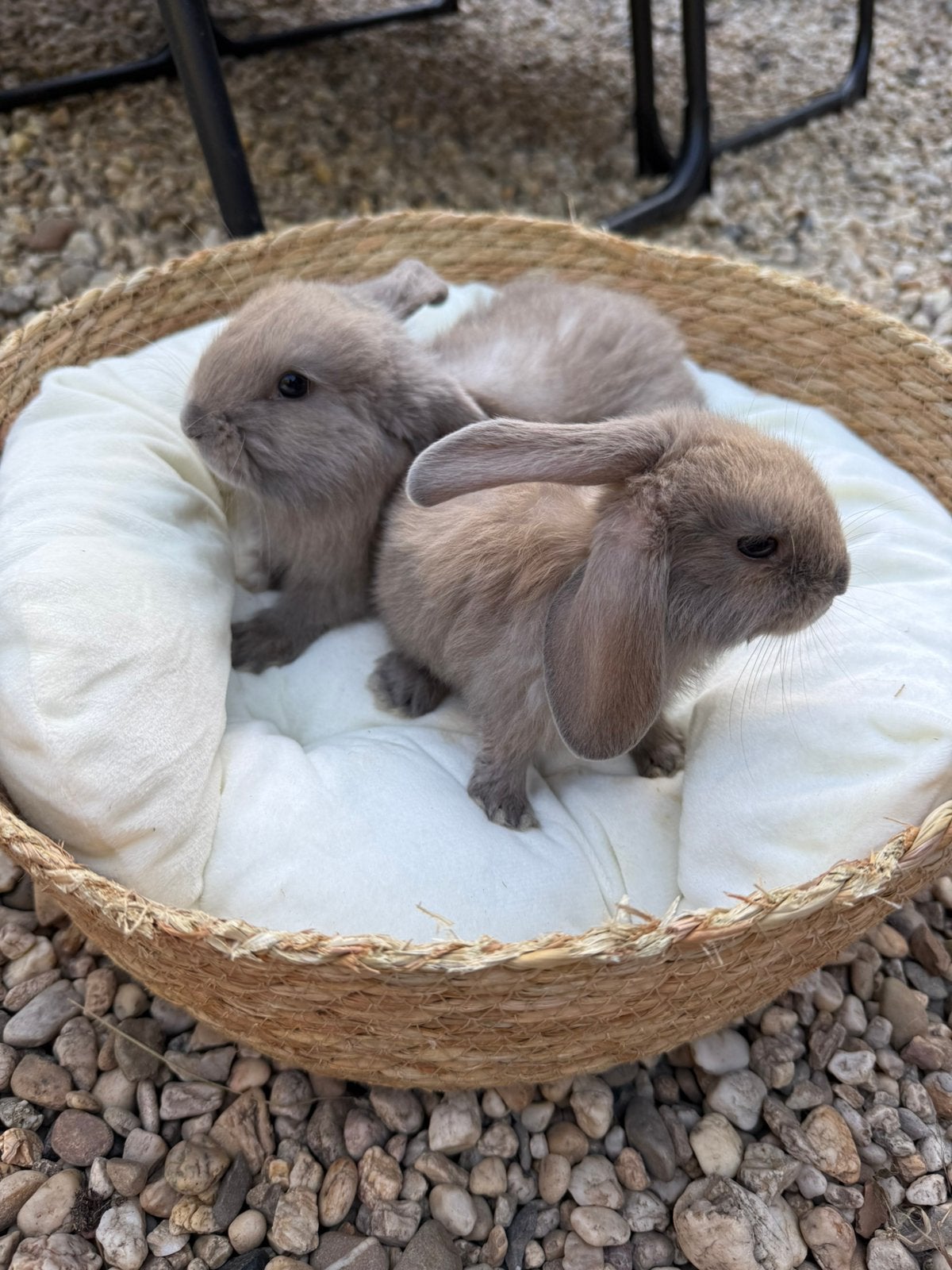 Dwerghangoren voedsters, Dieren en Toebehoren, Konijnen, Vrouwelijk, Groot