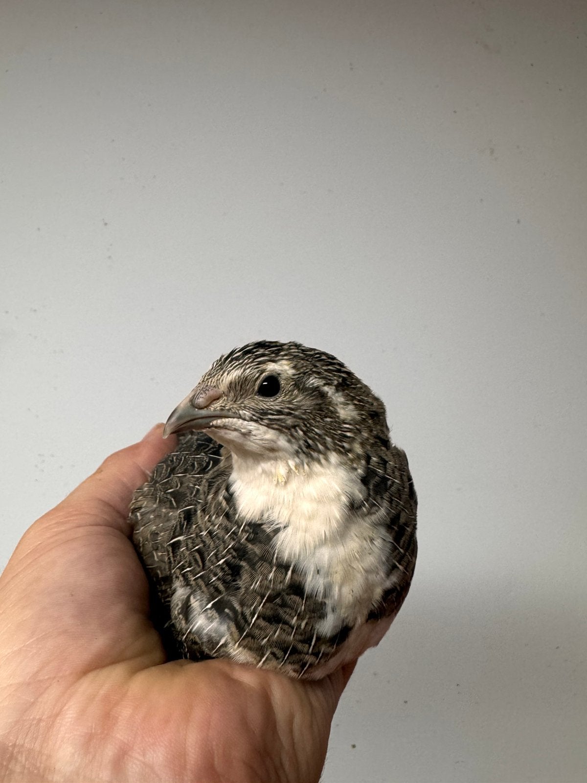 Jonge Jumbo japanse kwartel hennen te koop, aan de leg!, Dieren en Toebehoren, Vogels | Overige Vogels, Vrouwelijk, Tam