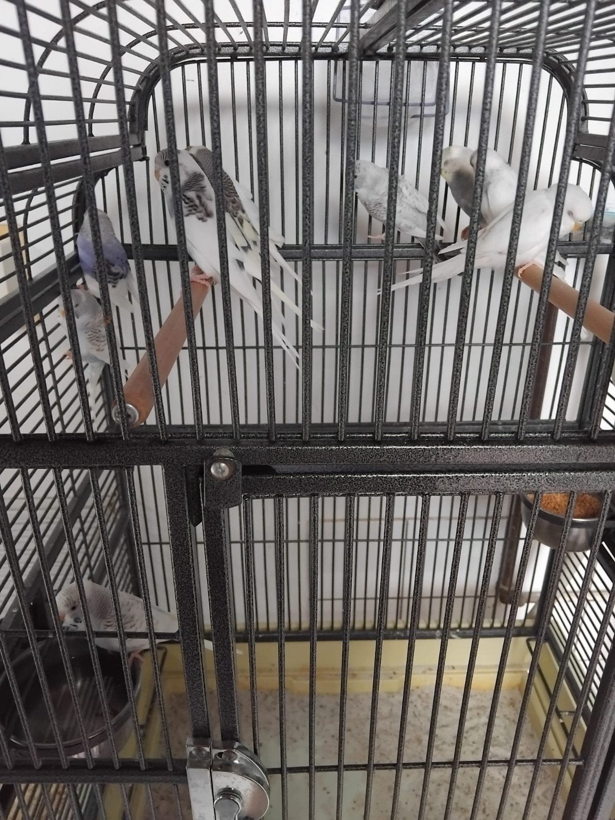 Te koop 13 jonge grasparkieten in een koop €90, Dieren en Toebehoren, Vogels | Parkieten en Papegaaien, Meerdere dieren, Parkiet