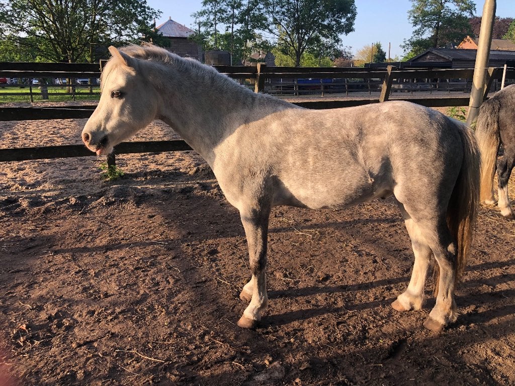 Welsh pony, Dieren en Toebehoren, Pony's, Ruin, 3 tot 6 jaar, B pony (1.17m tot 1.27m), Recreatiepony