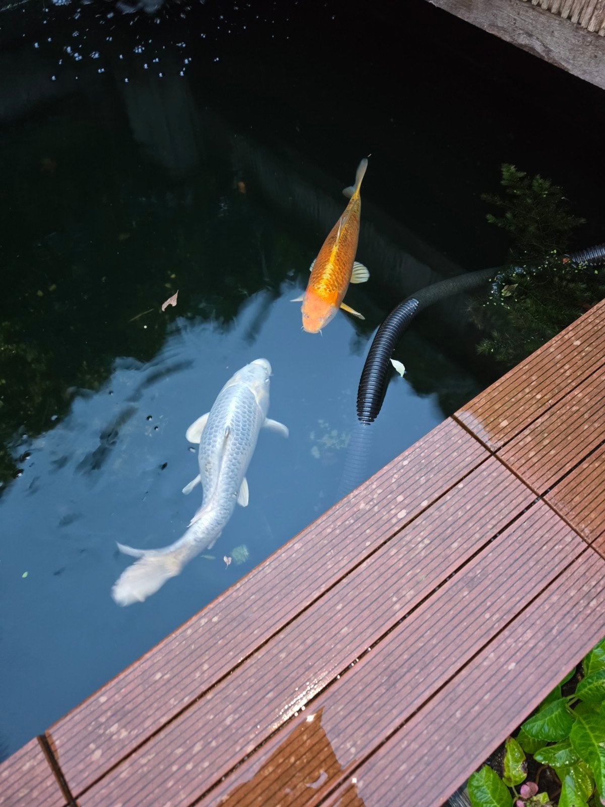 Goud en wit kleurige koi karpers, Karper of Koi