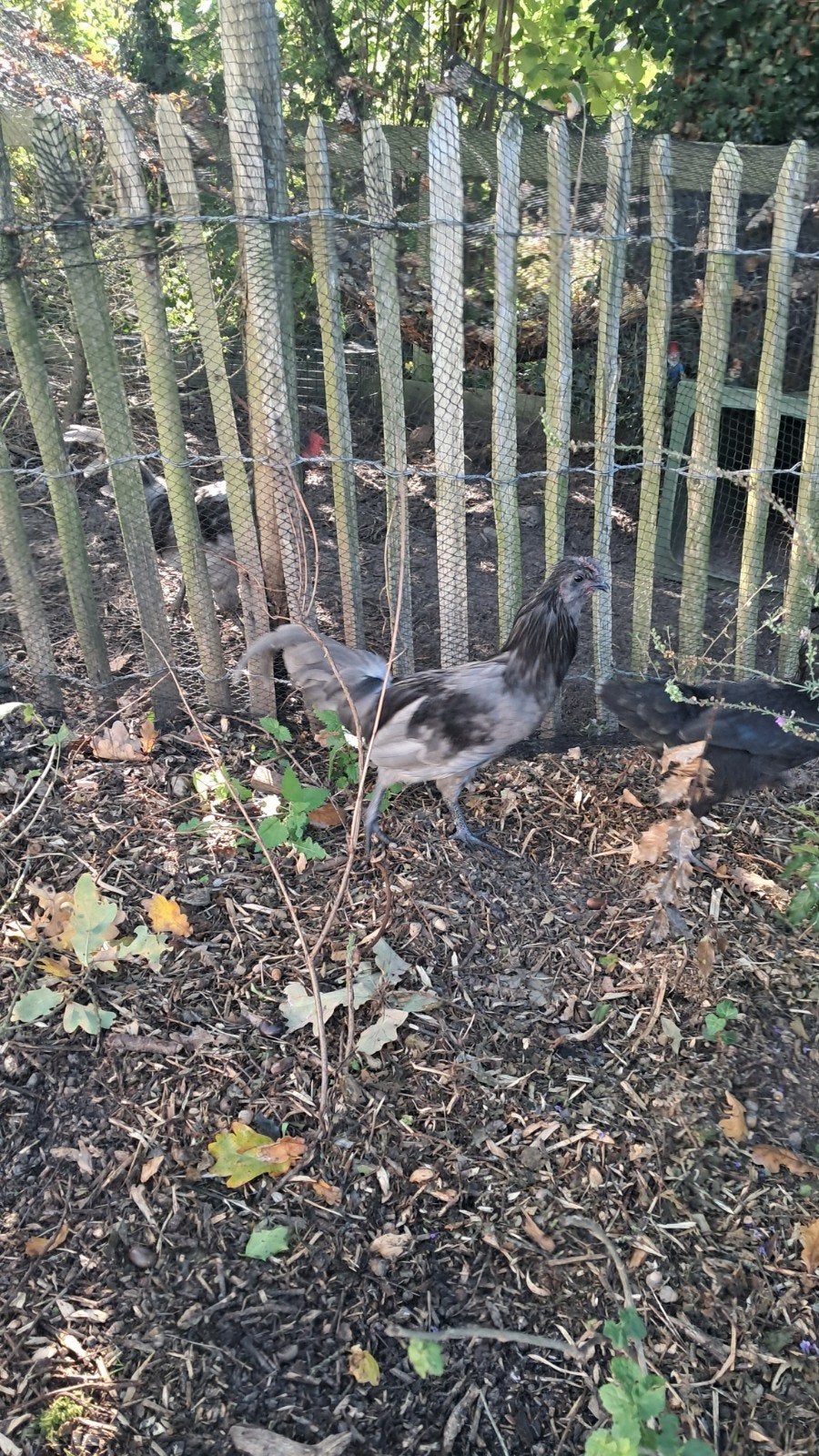 2 hanen, araucana x ?, Mannelijk, Kip