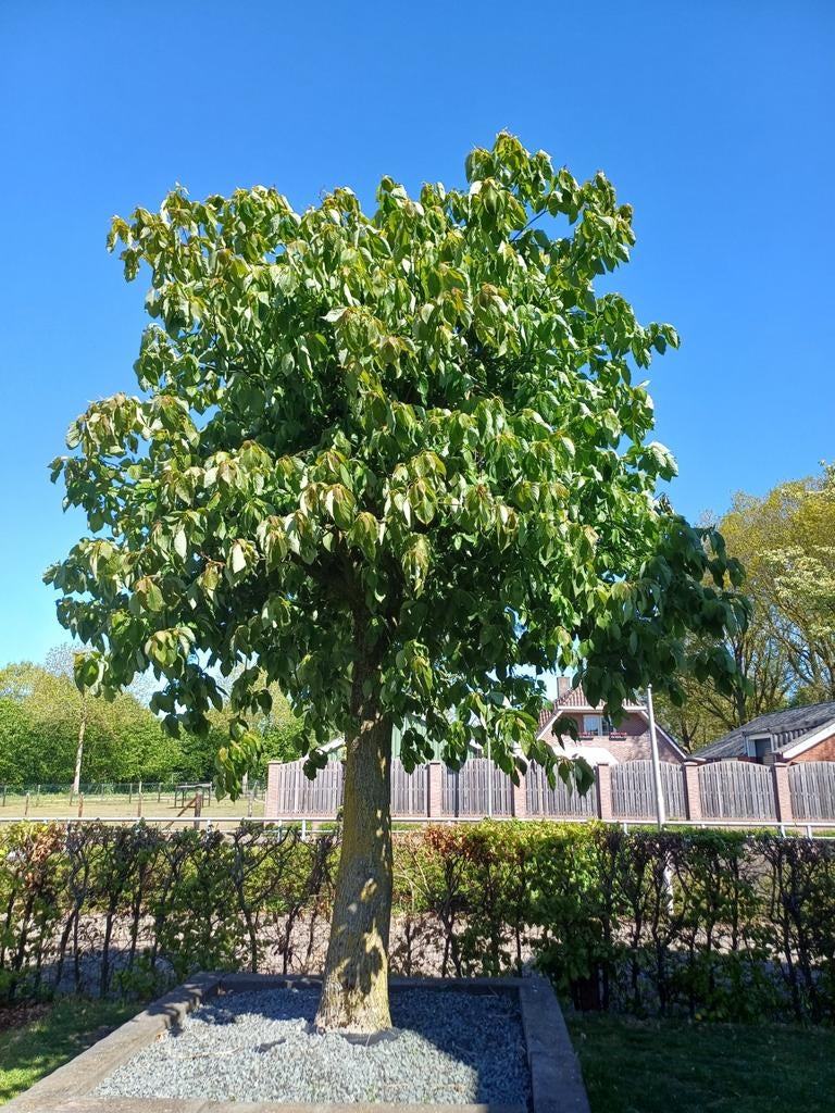 Prachtige boom met volle groene bladeren, Tuin en Terras, Bloeit niet, Overige soorten, 250 tot 400 cm, Ophalen