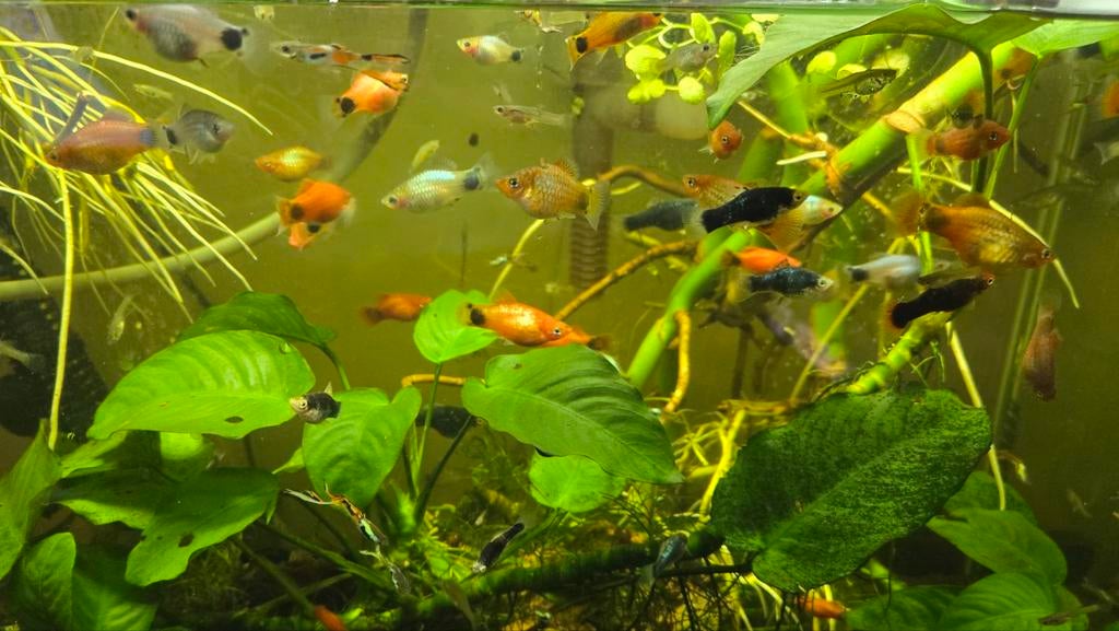 Platys, Vis