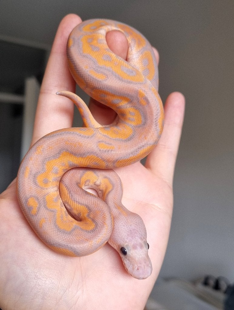 1.0 banana black pastel od (spotnose) clown, Dieren en Toebehoren, Reptielen en Amfibieën, Slang, 0 tot 2 jaar