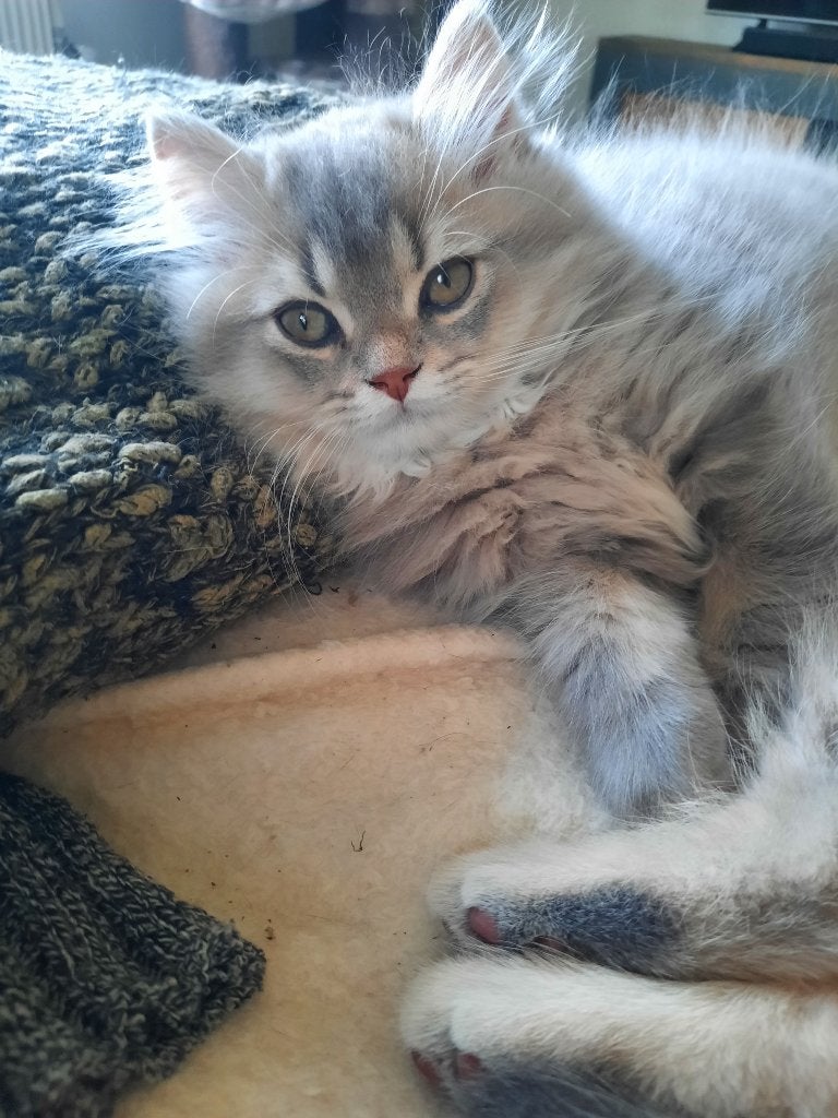 Britse korthaar kittens, Meerdere dieren, Ontwormd, 0 tot 2 jaar