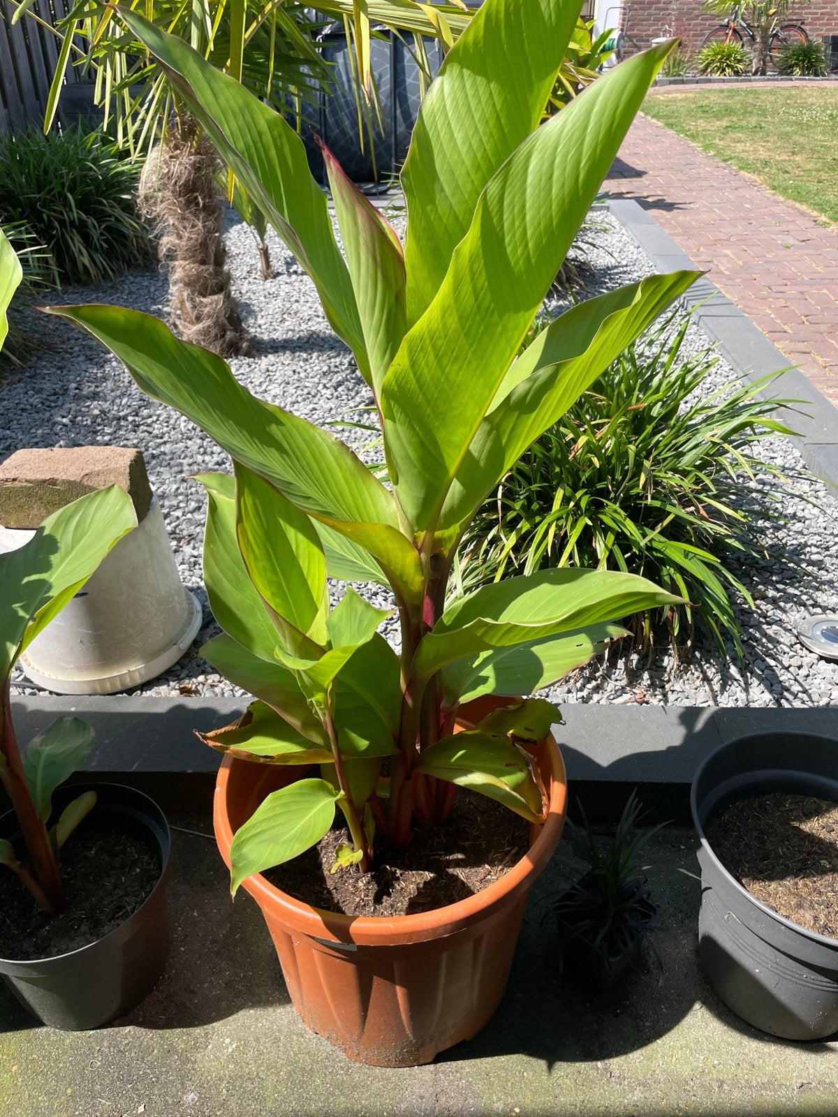 Rode banaan in pot. 105 cm, Tuin en Terras, Planten | Tuinplanten, Volle zon, Vaste plant, Zomer, Ophalen