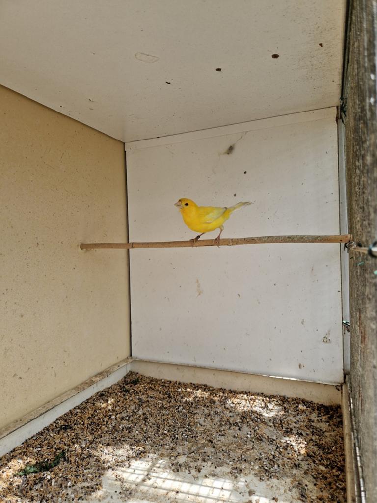 Kanaries, Dieren en Toebehoren, Vogels | Kanaries, Mannelijk, Kleurkanarie
