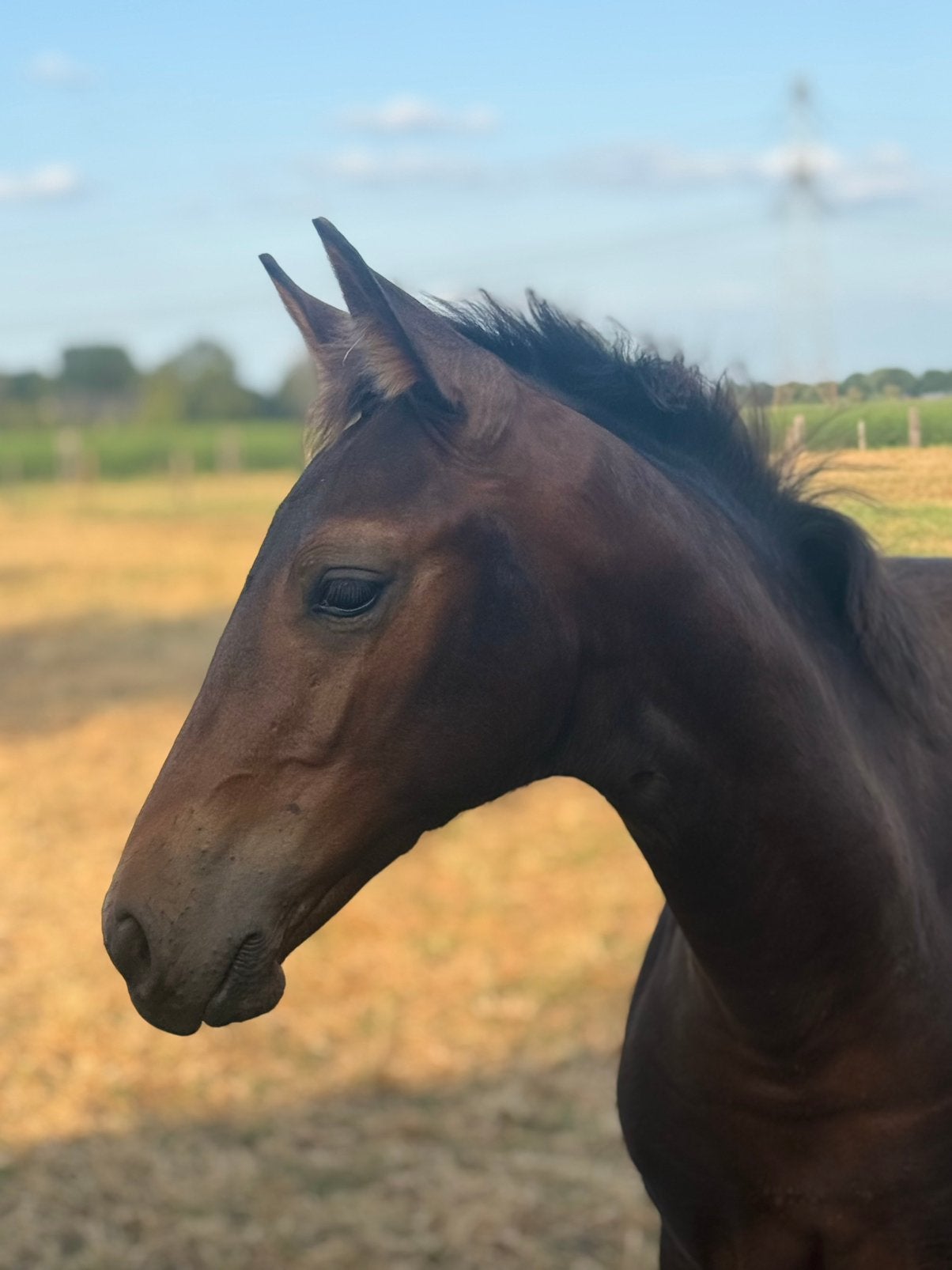 Merrieveulen KWPN uit een bewezen dressuurfamilie, Merrie, Dressuurpaard