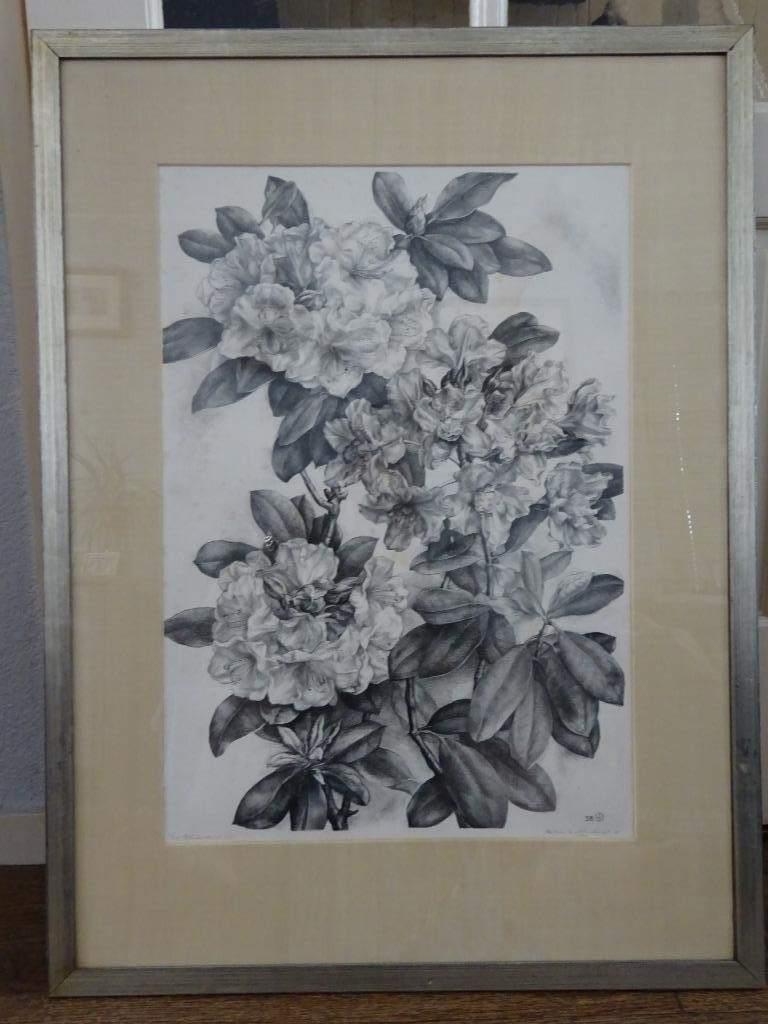 Aart van Dobbenburgh ( 1899 - 1988 ) - Rhododendron, Antiek en Kunst, Kunst | Litho's en Zeefdrukken, Ophalen