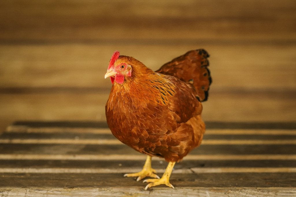 New Hampshire krielen | Goede leggers | Passend advies, Meerdere dieren, Kip