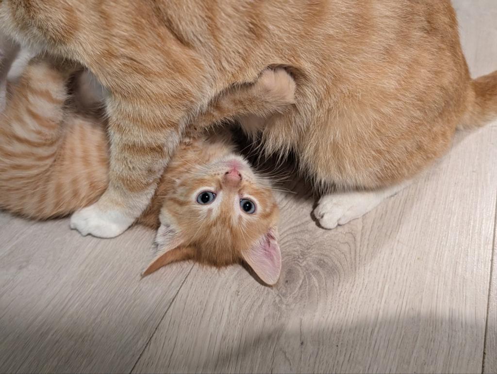 Kitten te koop vrouwtje roodharige, Meerdere dieren