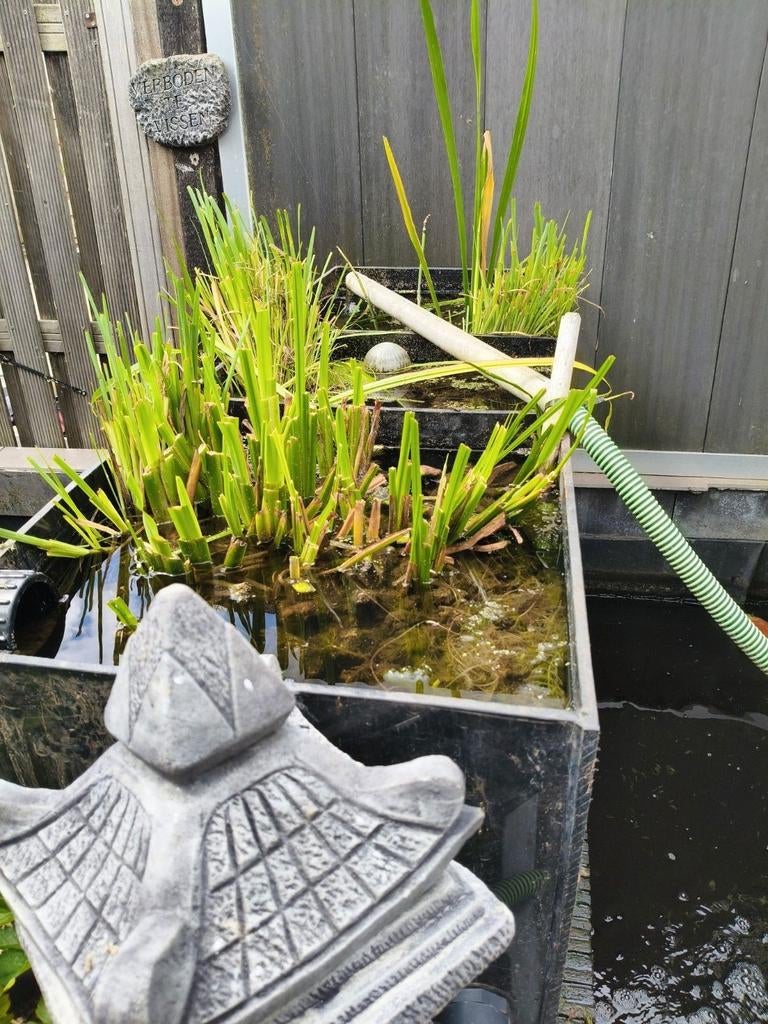 Vijverplanten gezocht, Tuin en Terras, Vijvers, Ophalen of Verzenden, Nieuw