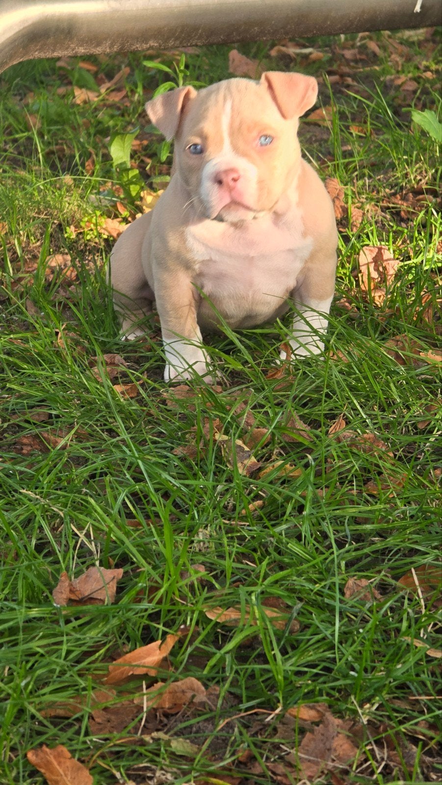 american pocket bully puppy's mogen het nest verlaten, Dieren en Toebehoren, Bulldog, Meerdere dieren, Eén hond, Nederland