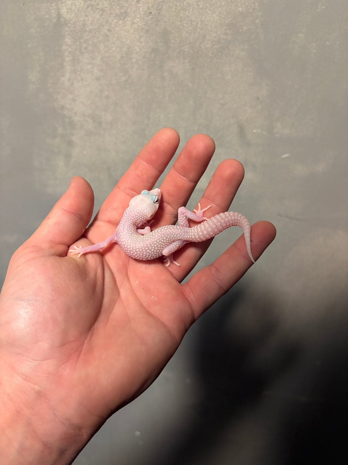 0.1 diablo blanco luipaardgekko, Dieren en Toebehoren, Hagedis, 0 tot 2 jaar