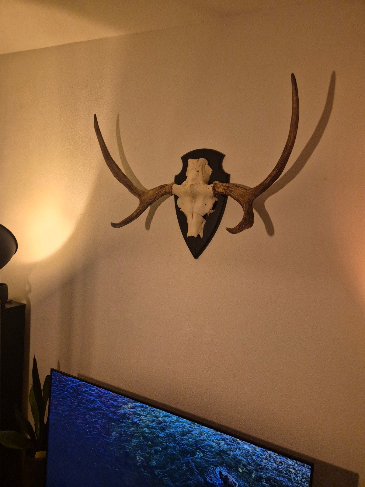 Hertengewei op schild - Decoratief en authentiek, Ophalen, Zo goed als nieuw, Hert, Gewei of Kop