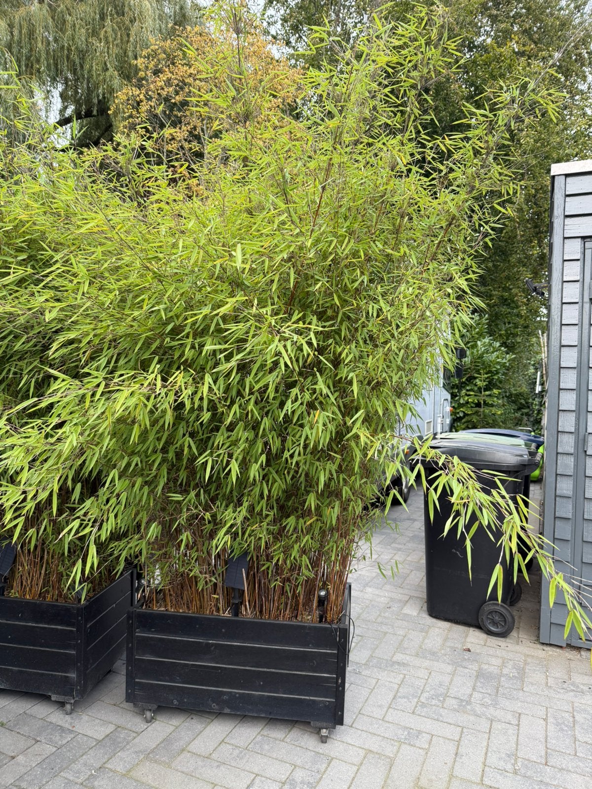 Bamboe niet woekerend, Tuin en Terras, Ophalen, Bloeit niet, Overige soorten, Halfschaduw