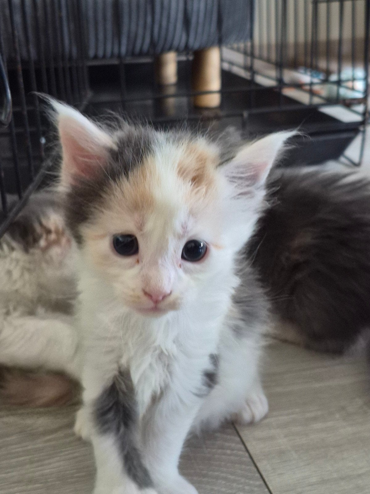 maine coon poesje polydactyl, Poes, Gechipt, 0 tot 2 jaar