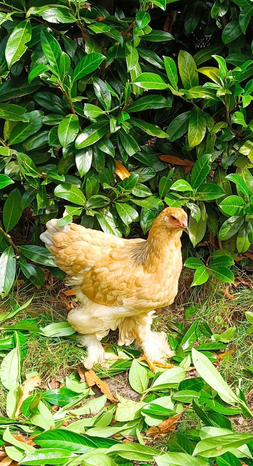brahma hennen, Vrouwelijk, Kip