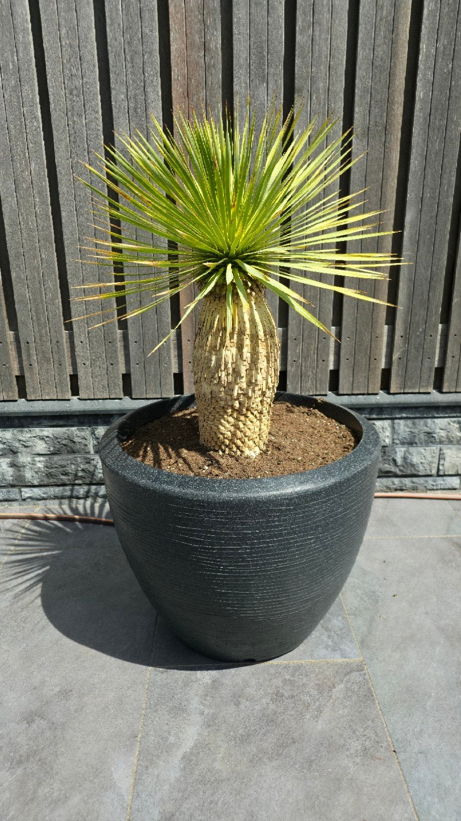 Yucca Rostrata Super incl. Capi Pot (Nieuw), Volle zon, Vaste plant, Zomer, Ophalen