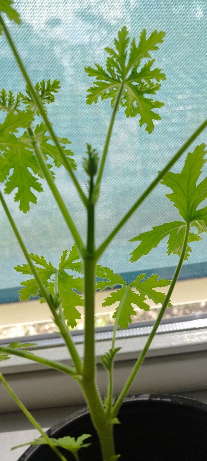 Citroen Geranium - Prachtige Anti-Muggen Plant, Ophalen, Volle zon, Vaste plant, Kruiden