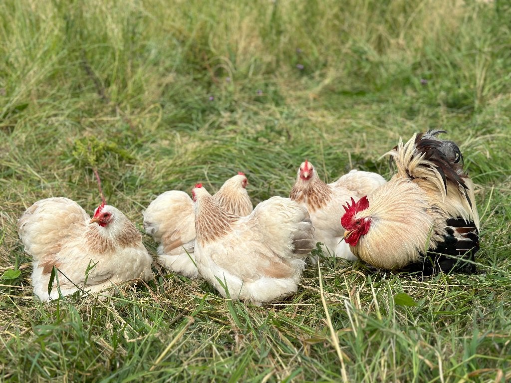 Jonge tamme Cochin kriel Zalm kleur gesekst en ingeënt, Vrouwelijk, Kip