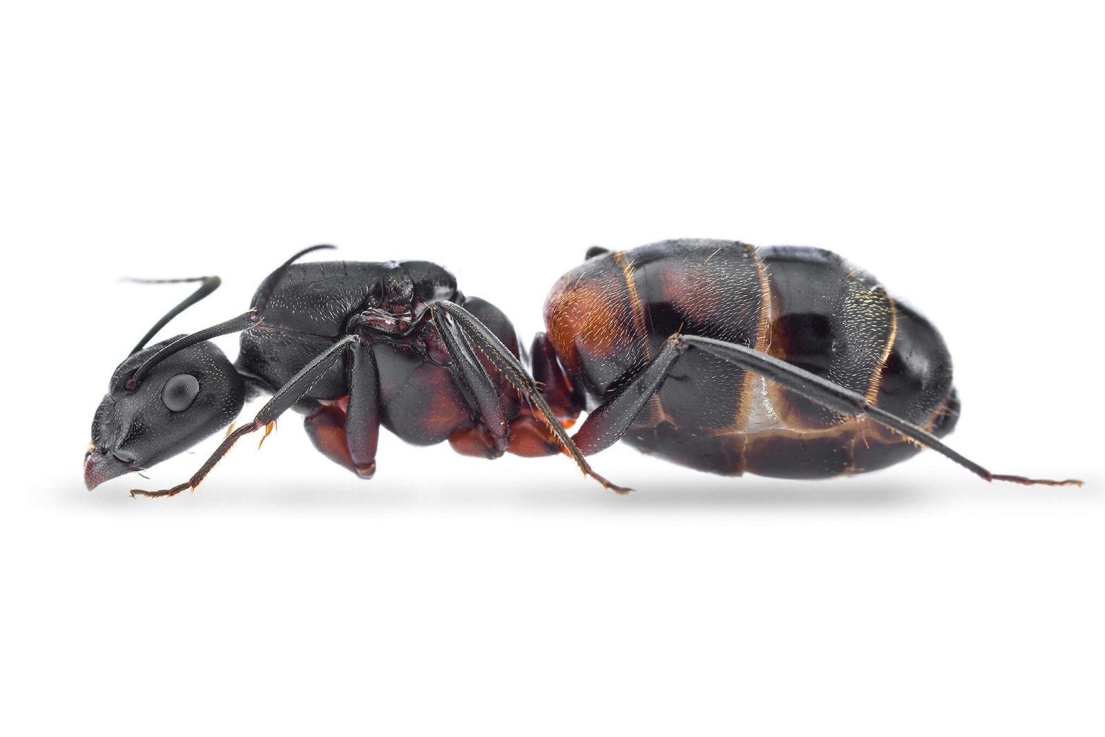 Camponotus cruentatus Koninginnen met broed, Dieren en Toebehoren, Mieren