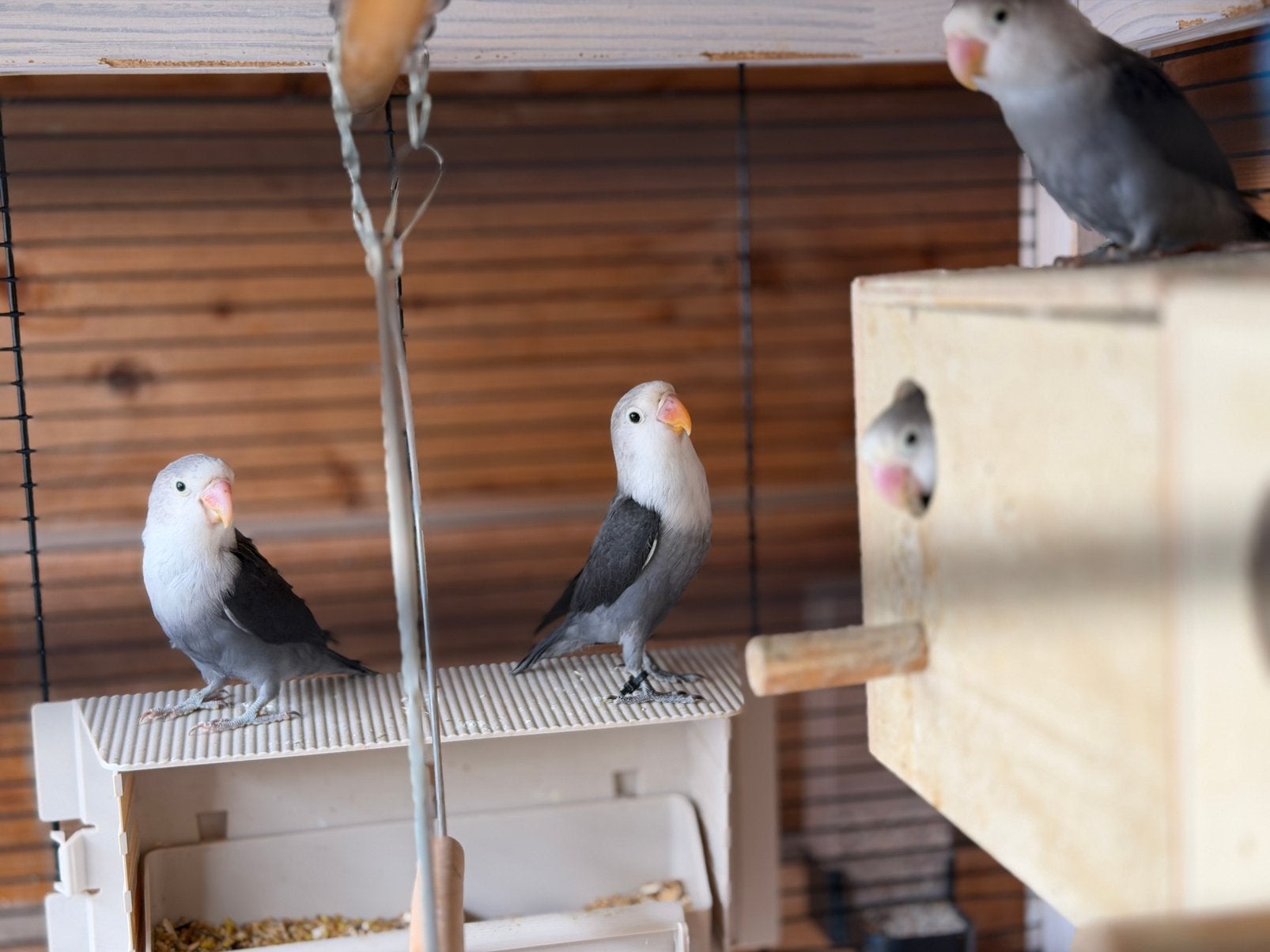 Agapornide/ dwergpapegaaien, Geslacht onbekend, Tam