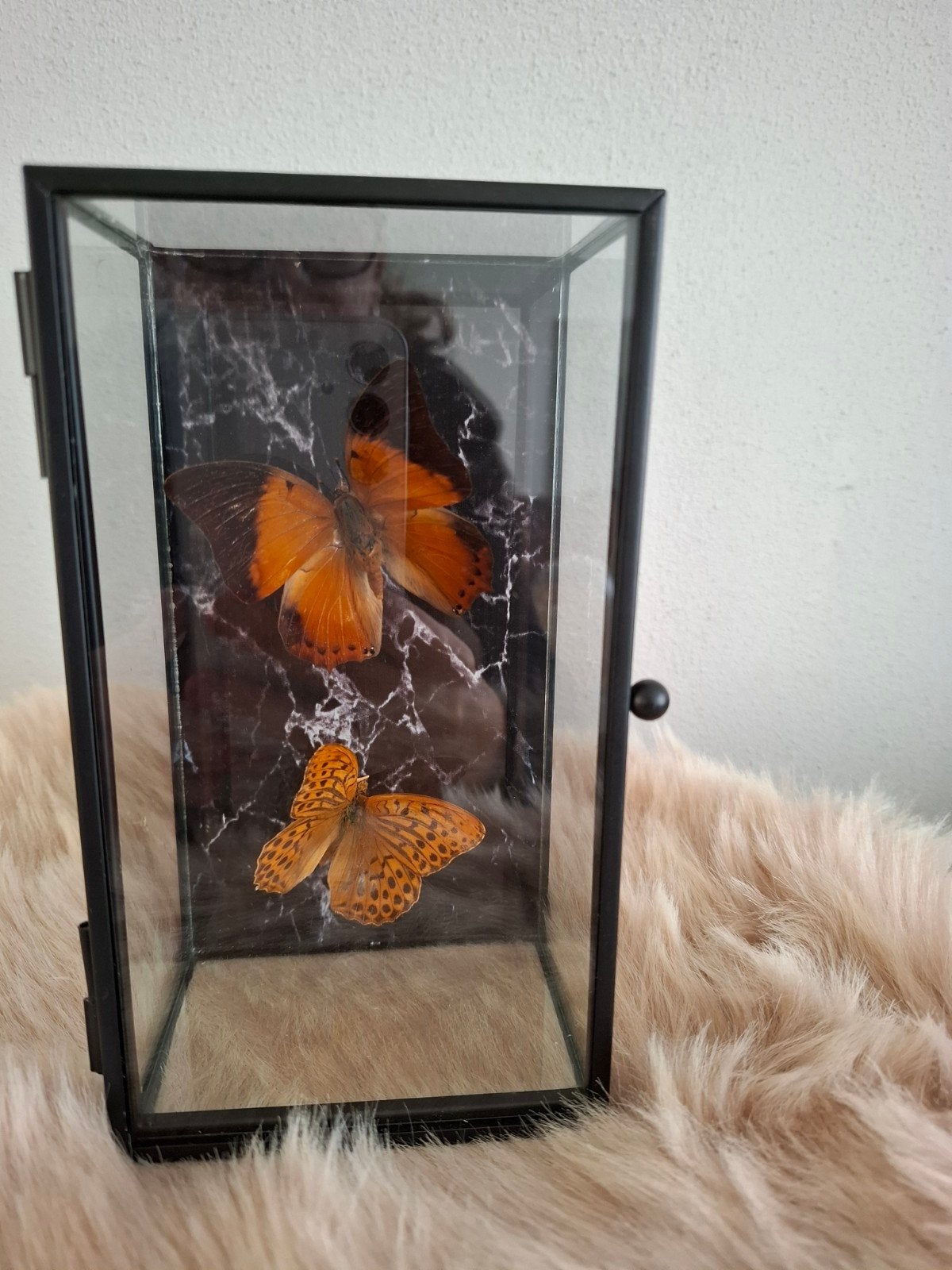 Geprepareerde vlinders., Ophalen, Nieuw, Insect, Opgezet dier