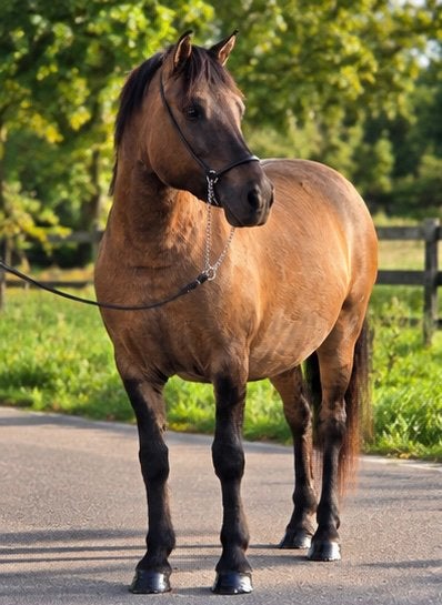 Kinderpony zoekt Thuis, Merrie, B, Recreatiepony, D pony (1.37m tot 1.48m)